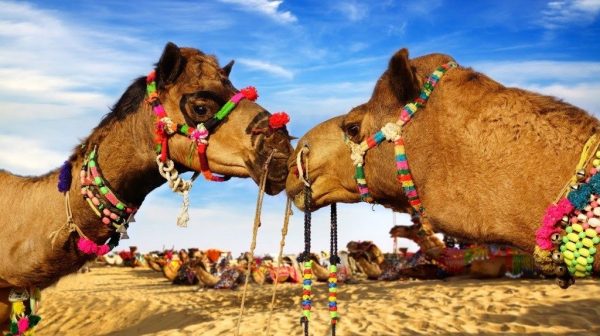 beautiful pics of pushkar fair