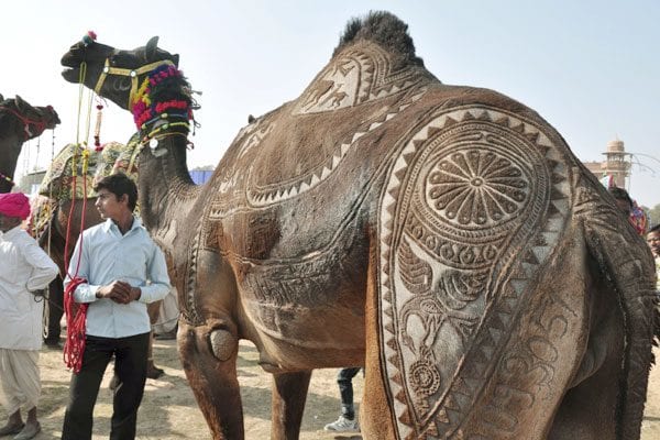 beautiful pics of pushkar fair