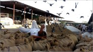 support price of peanut