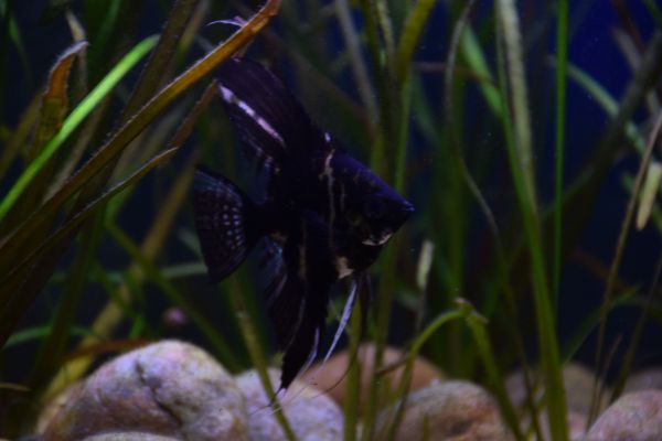 worlds first fish aquarium images fatehsagar udaipur