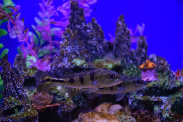 worlds first fish aquarium images fatehsagar udaipur