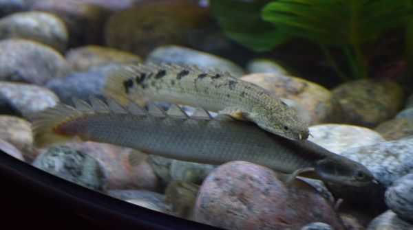 worlds first fish aquarium images fatehsagar udaipur