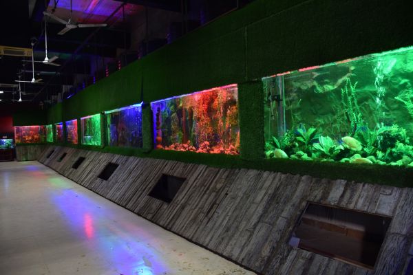 worlds first fish aquarium images fatehsagar udaipur