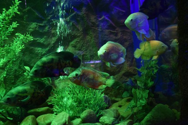 worlds first fish aquarium images fatehsagar udaipur