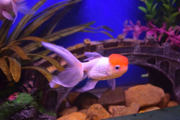 worlds first fish aquarium images fatehsagar udaipur