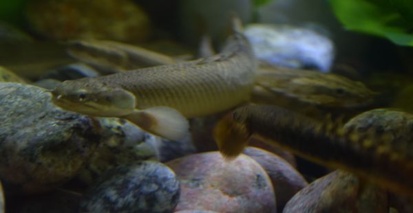 worlds first fish aquarium images fatehsagar udaipur