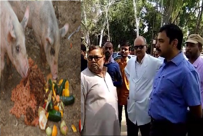 Pigs Walk in MBS Hospital Kota, Pigs in Rajasthan biggest hospital, Sehat Sudharo Sarkar, Healthcare in India, Healthcare in Rajasthan, National health mission, Negligence in Treatment, JK Lone Hospital Kota, MBS Hospital Kota, Swine Flu in Kota, Swine Flu in Rajasthan, Rajasthan Patrika Kota, District Collector Kota, IAS Rohit Gupta