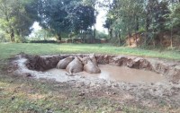 elephants in dabari