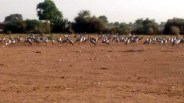 Jaisalmer patrika