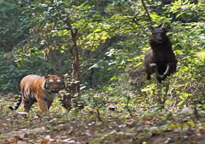 Tigers in Mukunda Hills Tiger Reserve, Mukunda Hills Tiger Reserve, Tigers Monitoring, Educated Youth, Forest Department Rajasthan, DGP and State Wildlife Board, Kota, Kota Patrika, Kota Patrika News, Rajasthan Patrika
