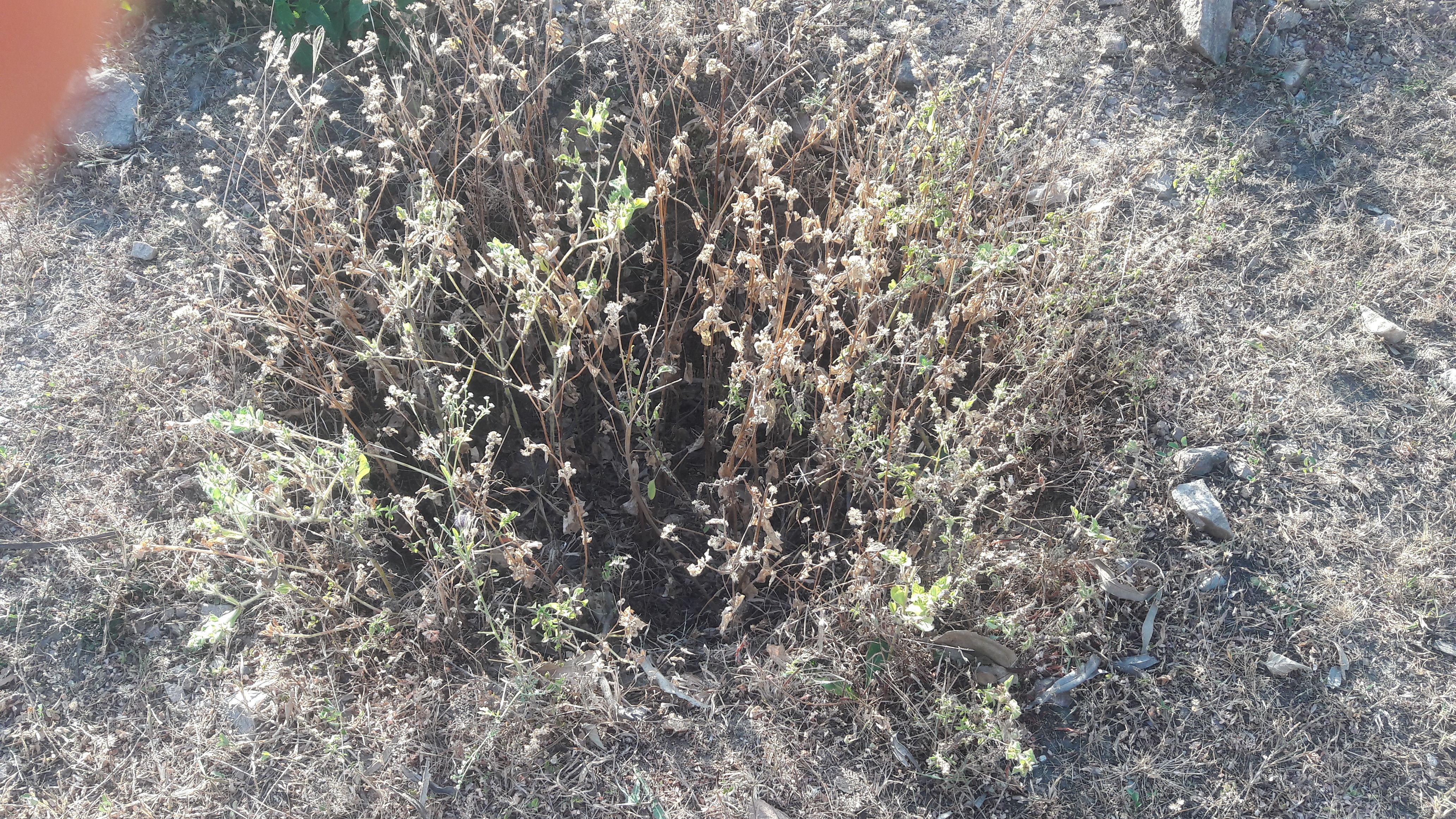 plants condition at nh76