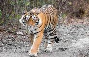 tiger