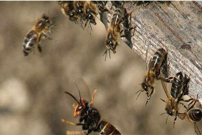 Bhilwara, Bhilwara news, Bees attack on funeral in bhilwara, Latest news in bhilwara, Bhilwara news in hindi, latest hindi news in bhilwara