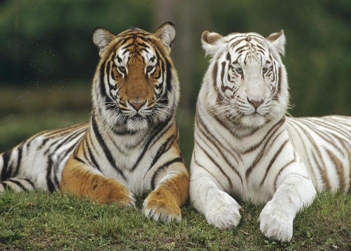 Tiger Reserve 