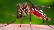 Zika' Virus 