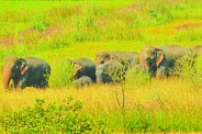Wild Elephants Terror