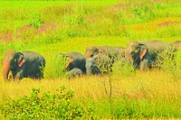 Wild Elephants Terror