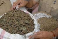 hemp, mp hemp, seized hemp, ganja, police action, Criminal, mp criminal, crime, mp crime, vidisha crime, patrika news, vidisha patrika news, mp patrika news, 