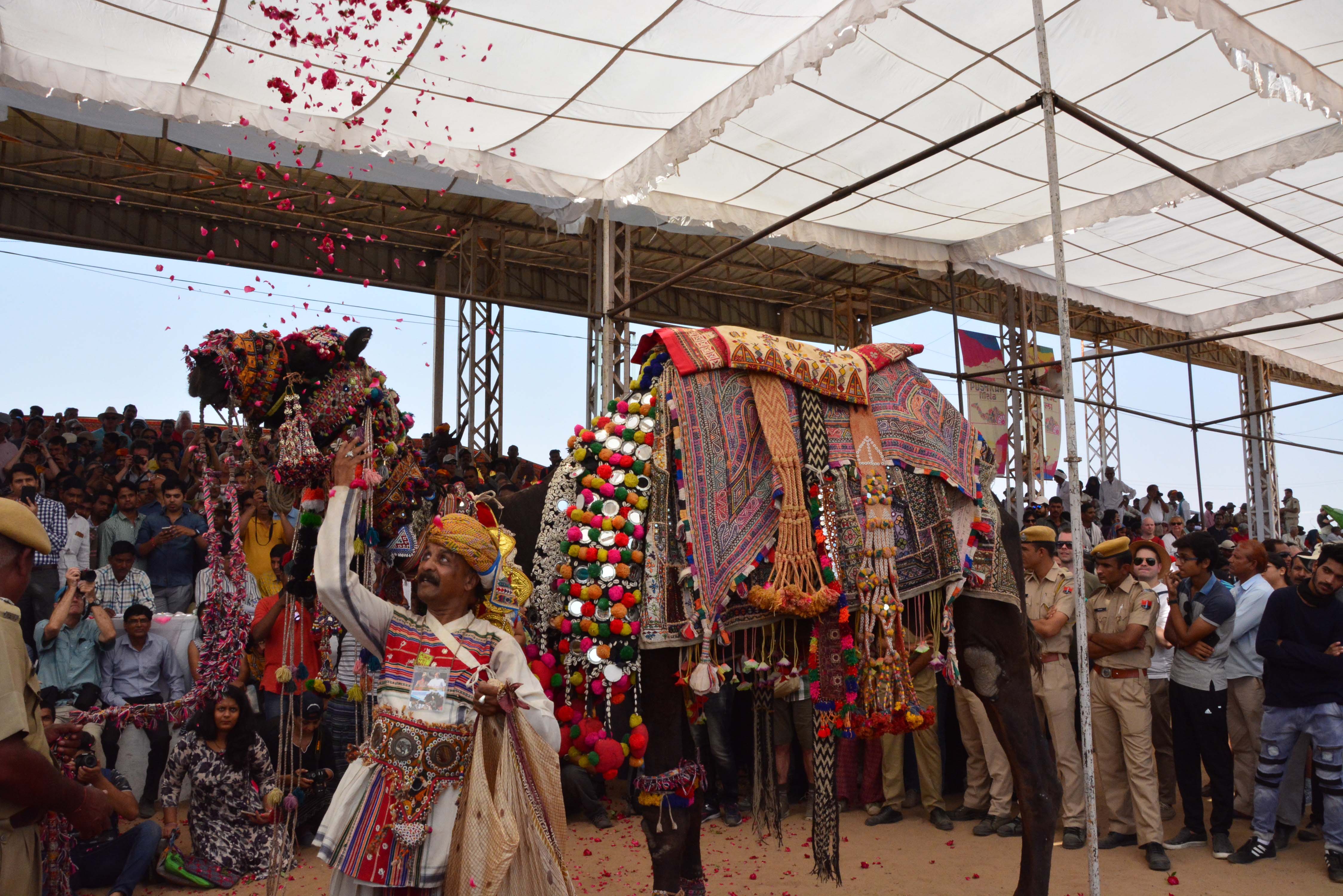 camel in pushkar mela attraction