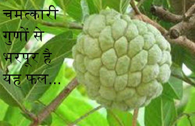 amazing facts in sitafal