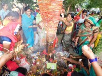 Worship of Amla tree on Akshaya Navami