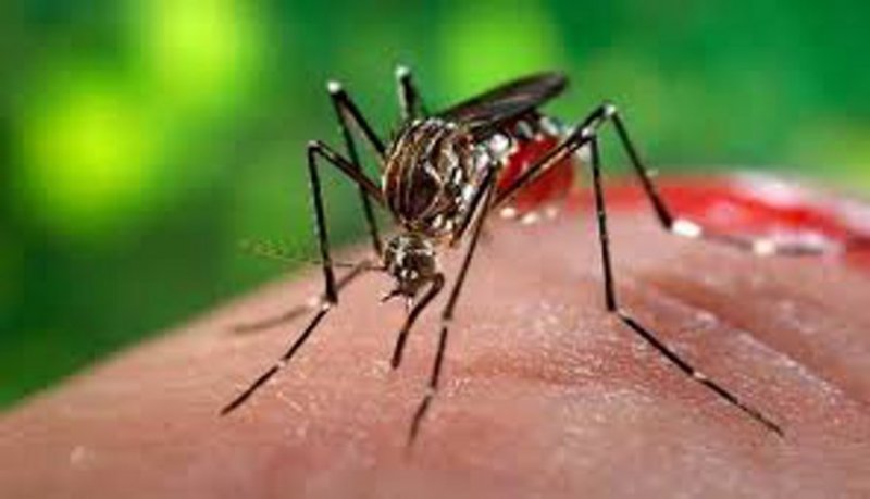 Dengue