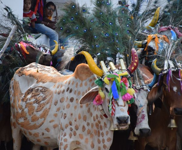 ghasiyar annkoot and goverdhan puja images udaipur