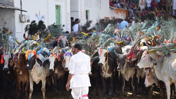 ghasiyar annkoot and goverdhan puja images udaipur