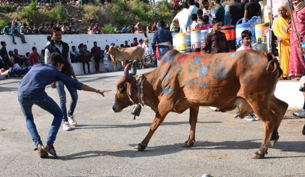 ghasiyar annkoot and goverdhan puja images udaipur