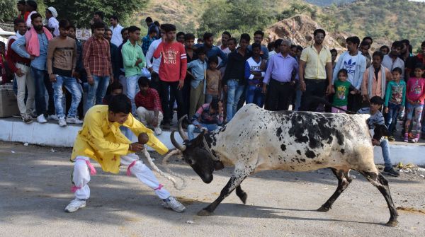 ghasiyar annkoot and goverdhan puja images udaipur