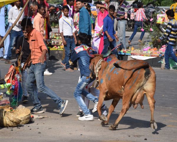 ghasiyar annkoot and goverdhan puja images udaipur