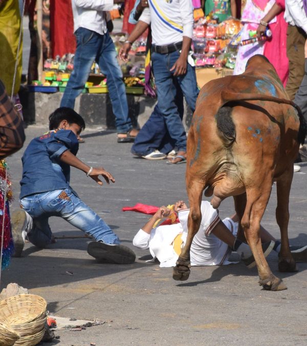 ghasiyar annkoot and goverdhan puja images udaipur