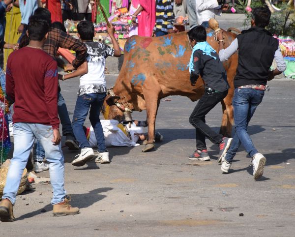 ghasiyar annkoot and goverdhan puja images udaipur