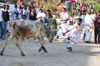 ghasiyar annkoot and goverdhan puja images udaipur