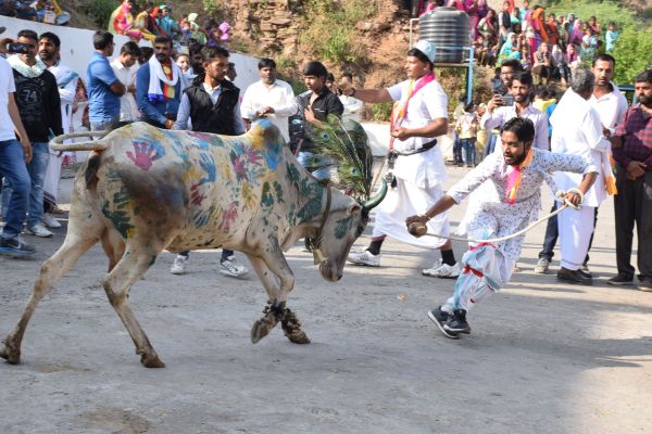ghasiyar annkoot and goverdhan puja images udaipur