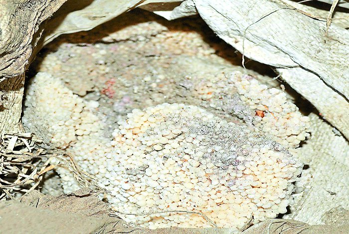 Compost Waste in Godowns at Kota, Cooperative Department Rajasthan, Rajfed, Lack of Fertilizer in Rajasthan, Fertilizer Waste in Godowns at Kota, Rajasthan Patrika Kota, Kota Rajasthan Patrika, Latest News Kota