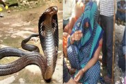 snake bite 