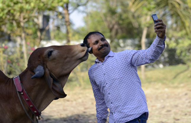 Selfie with Cow