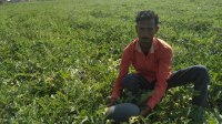 10 potato farmers committed socide Panchayat on Jan 29 at Barabanki