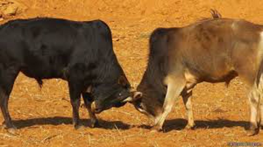 Battle of bulls, Kathunipol Police Station Area, Stray Cattle, Collision, Painful Death, Murder,Crime, Crime in Kota, Police in Kota, Kota, Kota News, Rajasthan Patrika, Patrika News