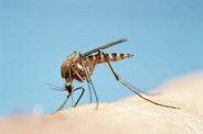 Swine Flu, Dengue, Medical Department,  Seasonal Diseases, Medical in Kota , Swine Flu in Kota , Dengue in Kota,  Kota  News, Kota  Patrika, Patrika News, Rajasthan Patrika, Healthcare in India, Healthcare in Rajasthan, National Health Mission, Sehatsudharosarkar, Hiding Data of Dengue, CMHO office, 