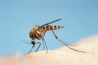 Swine Flu, Dengue, Medical Department,  Seasonal Diseases, Medical in Kota , Swine Flu in Kota , Dengue in Kota,  Kota  News, Kota  Patrika, Patrika News, Rajasthan Patrika, Healthcare in India, Healthcare in Rajasthan, National Health Mission, Sehatsudharosarkar, Hiding Data of Dengue, CMHO office, 