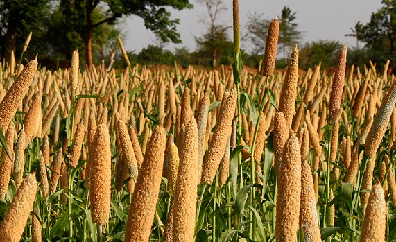 Benefits of Millet