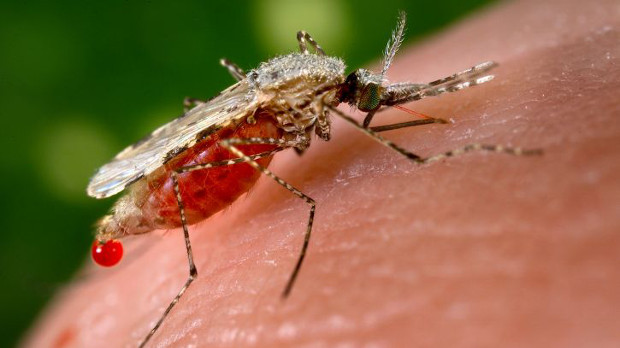 New malaria perasite increase in india 