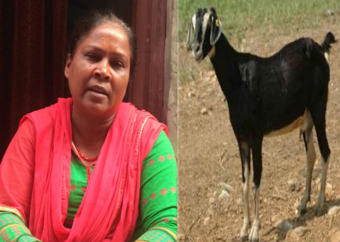 Rickshaw driver goats sold for election