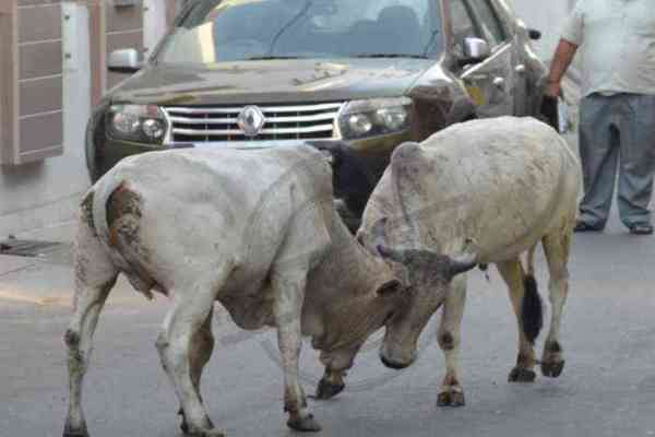 Bhilwara, Bhilwara news, Cow on the streets in bhilwara, Bhilwara latest hindi news, Latest news in bhilwara, Bhilwara news in hindi