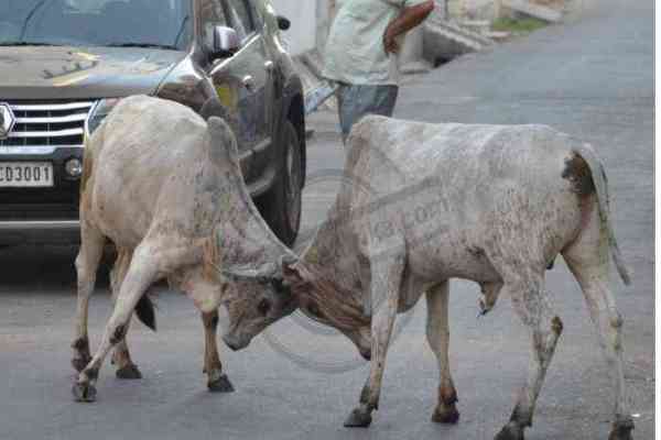 Bhilwara, Bhilwara news, Cow on the streets in bhilwara, Bhilwara latest hindi news, Latest news in bhilwara, Bhilwara news in hindi