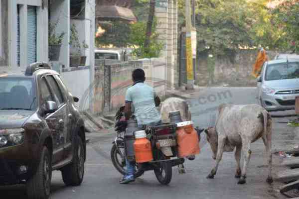 Bhilwara, Bhilwara news, Cow on the streets in bhilwara, Bhilwara latest hindi news, Latest news in bhilwara, Bhilwara news in hindi