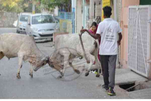Bhilwara, Bhilwara news, Cow on the streets in bhilwara, Bhilwara latest hindi news, Latest news in bhilwara, Bhilwara news in hindi