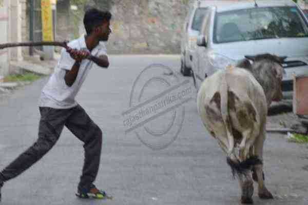 Bhilwara, Bhilwara news, Cow on the streets in bhilwara, Bhilwara latest hindi news, Latest news in bhilwara, Bhilwara news in hindi